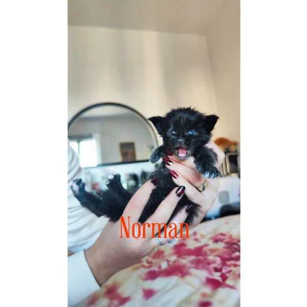 Adorabili Maine Coon cercano la loro famiglia umana  | Foto 6