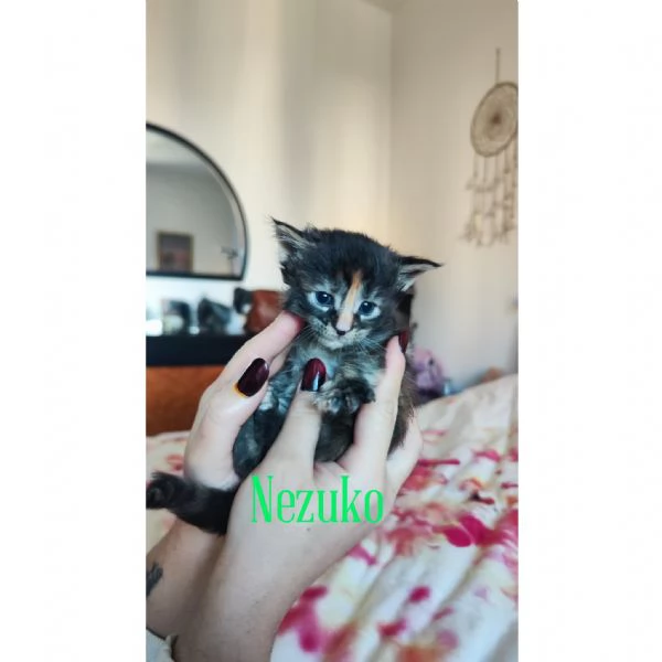 Adorabili Maine Coon cercano la loro famiglia umana  | Foto 5