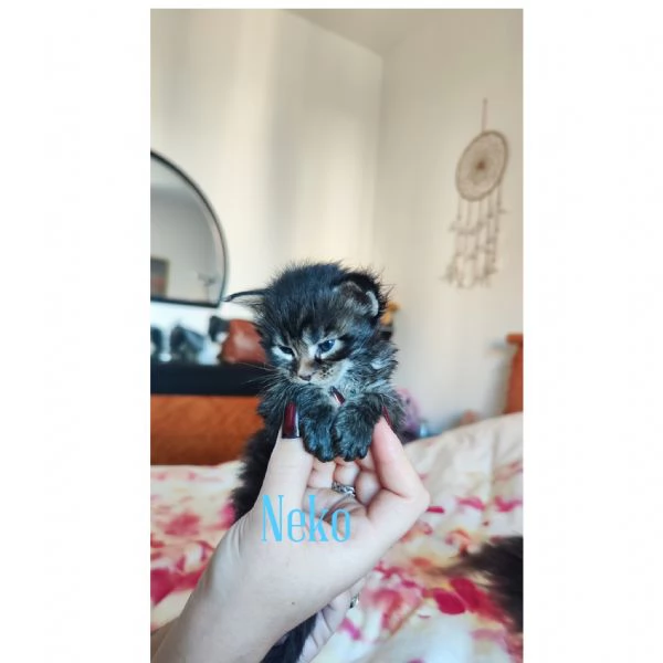 Adorabili Maine Coon cercano la loro famiglia umana  | Foto 4