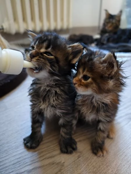 Adorabili Maine Coon cercano la loro famiglia umana  | Foto 9