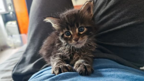 Adorabili Maine Coon cercano la loro famiglia umana  | Foto 6