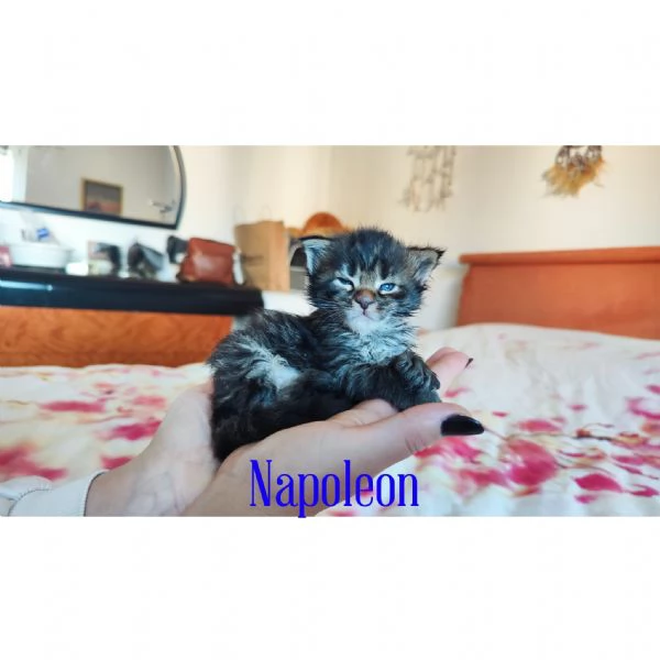 Adorabili Maine Coon cercano la loro famiglia umana  | Foto 2