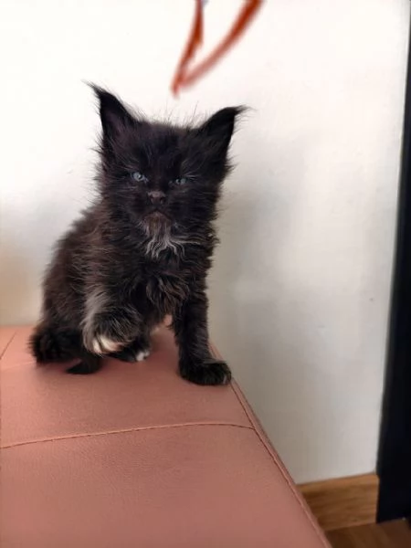 Adorabili Maine Coon cercano la loro famiglia umana  | Foto 4