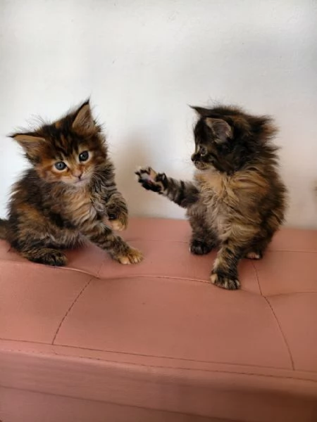 Adorabili Maine Coon cercano la loro famiglia umana  | Foto 3