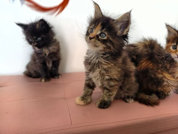 Adorabili Maine Coon cercano la loro famiglia umana 