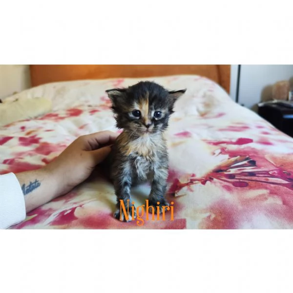 Adorabili Maine Coon cercano la loro famiglia umana  | Foto 1