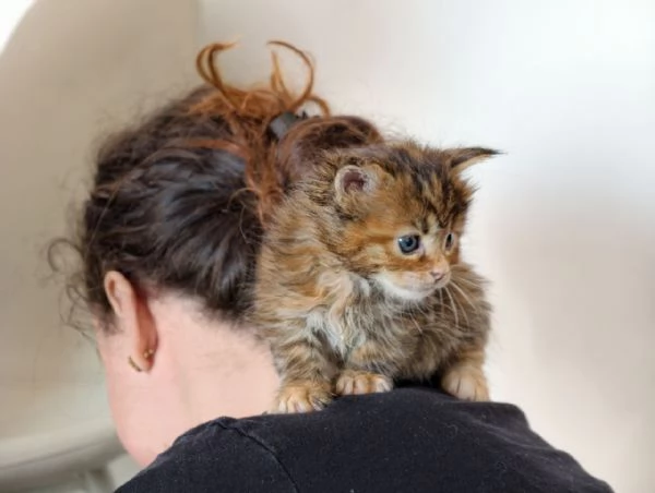 Adorabili Maine Coon cercano la loro famiglia umana  | Foto 1