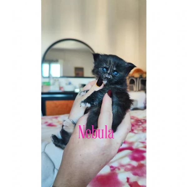 Adorabili Maine Coon cercano la loro famiglia umana  | Foto 0