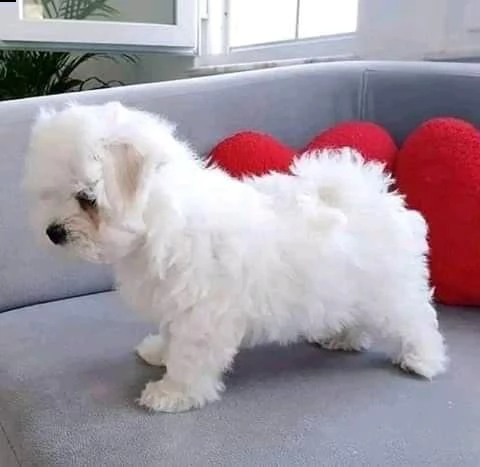 maltese toy razza pura
