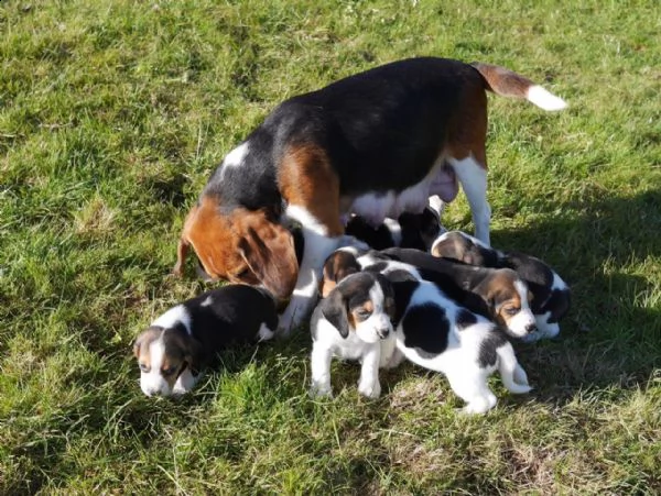cuccioli di beagle  | Foto 0