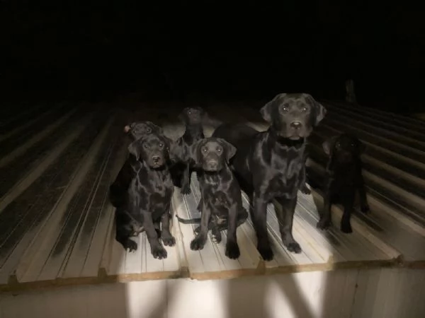 meravigliosi cuccioli di labrador retriever