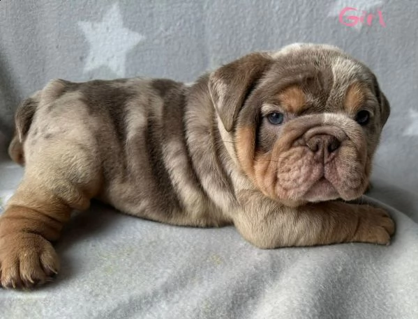 merle english bulldogs
