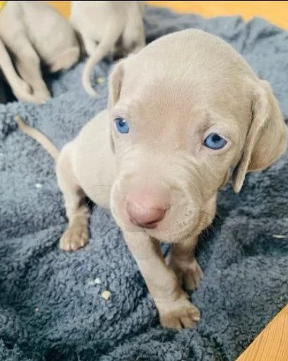 cuccioli di weimaraner maschio e femmina tutti con...