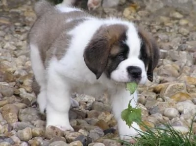 vendita cuccioli di san bernardo