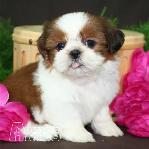 vendita cuccioli shih tzu