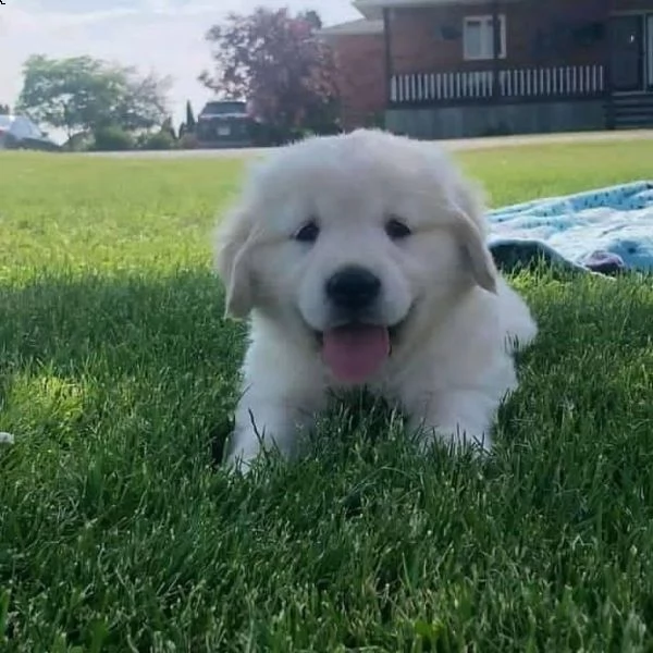 disponibili cuccioli di golden retriever