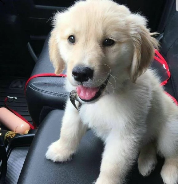 cuccioli di golden retriever!!!
