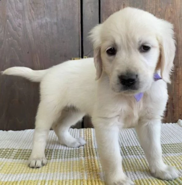 golden retriever cuccioli!!