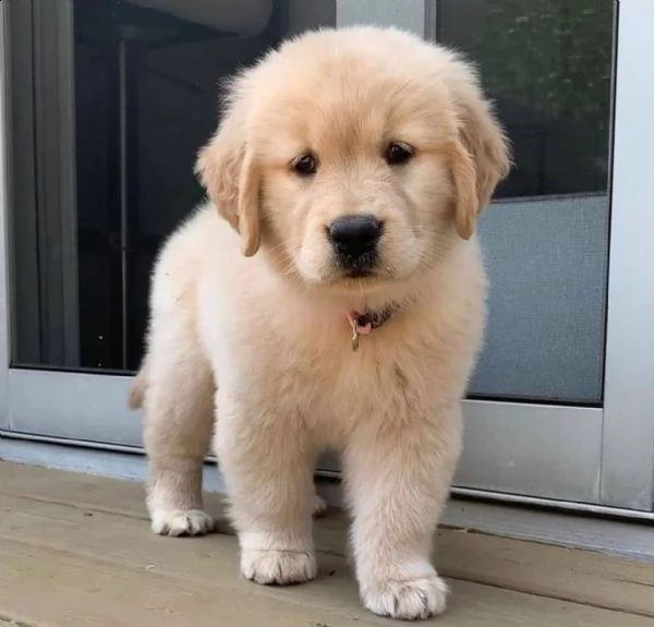 cuccioli golden retriever!!!