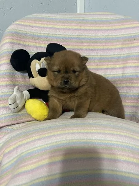regalo cuccioli di chow chow whatsapp ( 0039 353 317 4023 ) | Foto 2