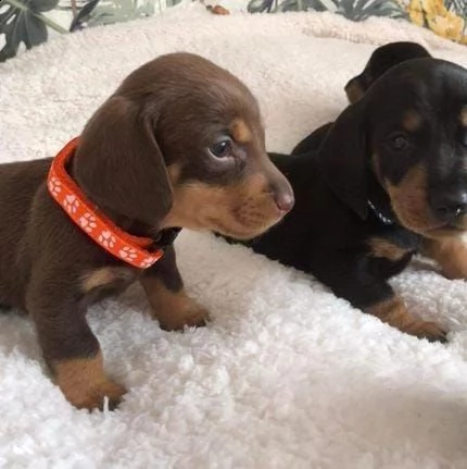 adotta un bassotto whatsapp ( 0039 353 317 4023 ) | Foto 2