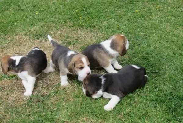 adotta un cucciolo di beagle whatsapp (0039 353 317 4023 ) | Foto 1