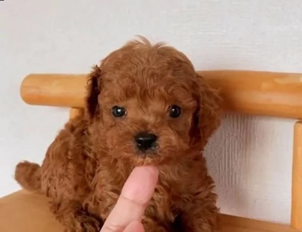 cuccioli di barboncini taglia piccola!!!