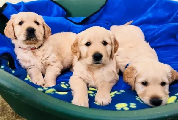 cuccioli di golden retriever disponibili, 2 maschi...