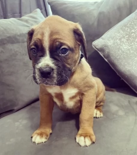 disponibili meravigliosi cuccioli di boxer. nati e...