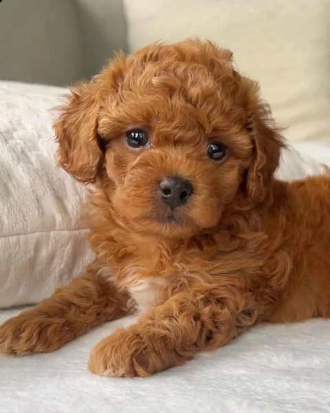 cuccioli di barboncina!!