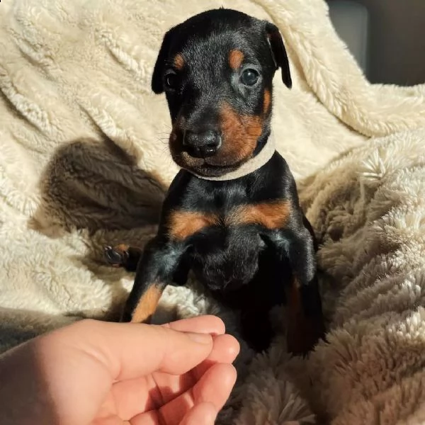 cuccioli di dobermann pinscher | Foto 0