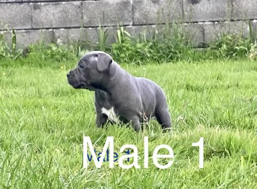 staffordshire bull terrier