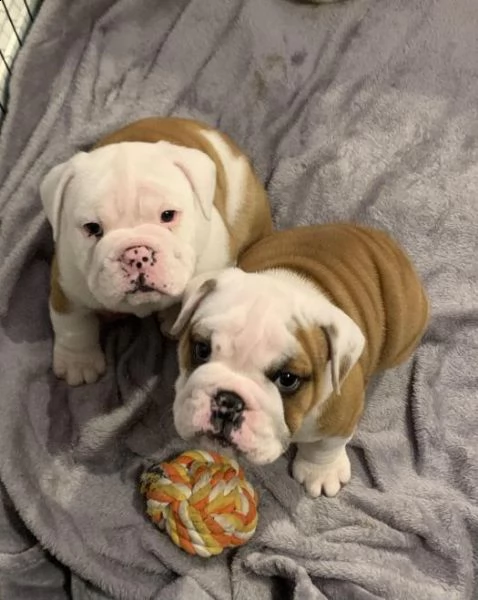 cuccioli di bulldog inglese | Foto 0