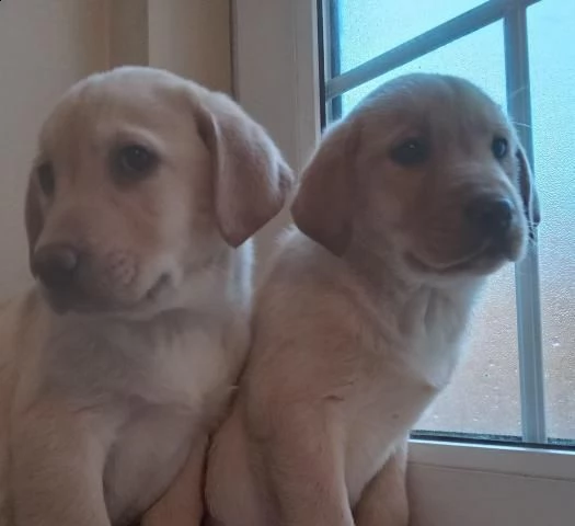 cani in reinserimento labrador | Foto 0