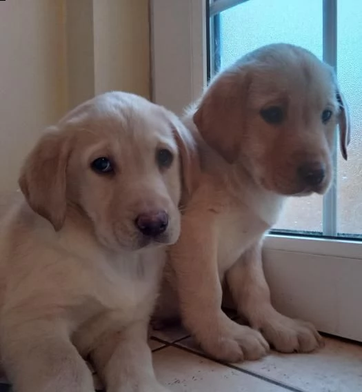 cani in reinserimento labrador