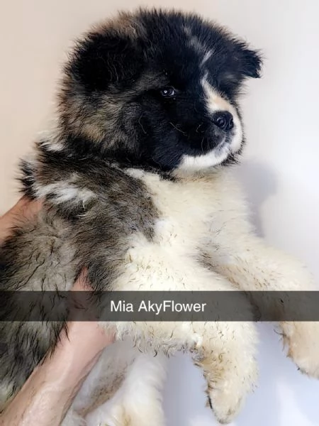 akita americano  | Foto 3