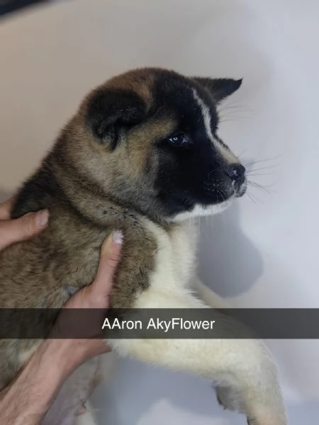 akita americano  | Foto 2