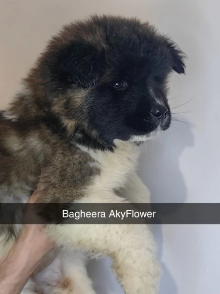 akita americano  | Foto 1