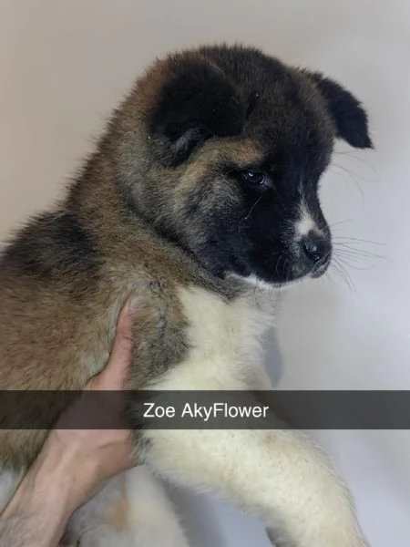akita americano 