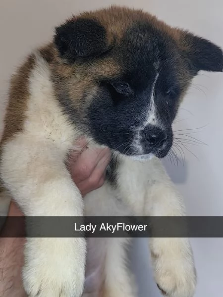 akita americano  | Foto 0