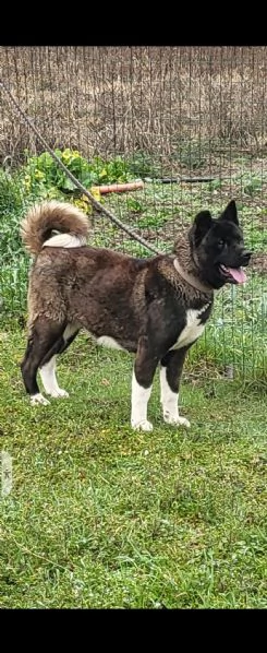 Akita americano  | Foto 2