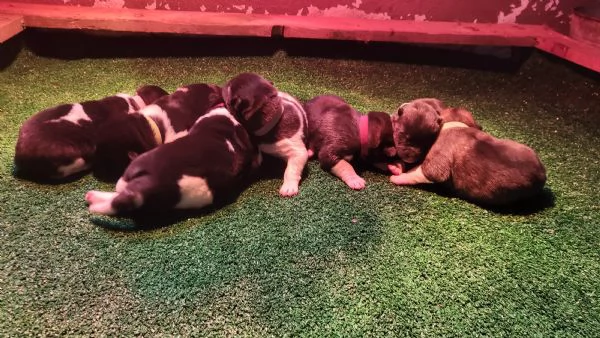 Akita americano  | Foto 1