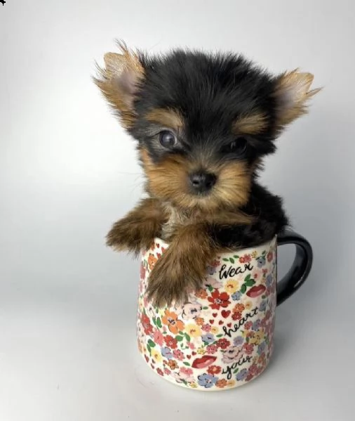 regalo cuccioli di yorkie whatsapp ( 0039 353 317 4023 ) | Foto 2