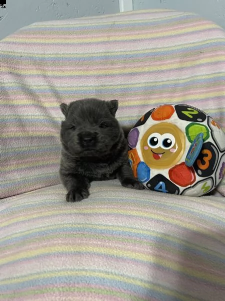 regalo cuccioli di chow chow whatsapp ( 0039 353 317 4023 ) | Foto 0