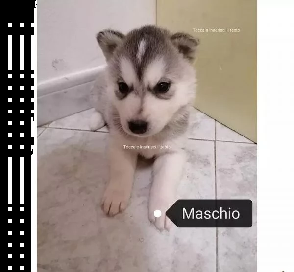 adotta un cucciolo di husky whatsapp (0039 353 317 4023 ) | Foto 1