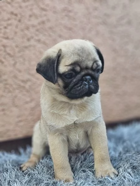 carlino bellissimi cuccioli | Foto 3