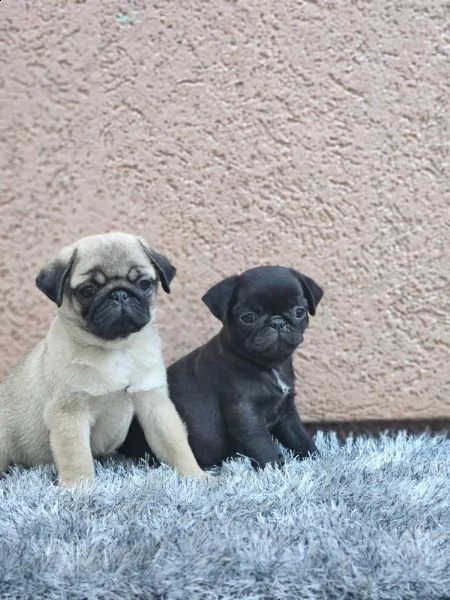 carlino bellissimi cuccioli | Foto 0