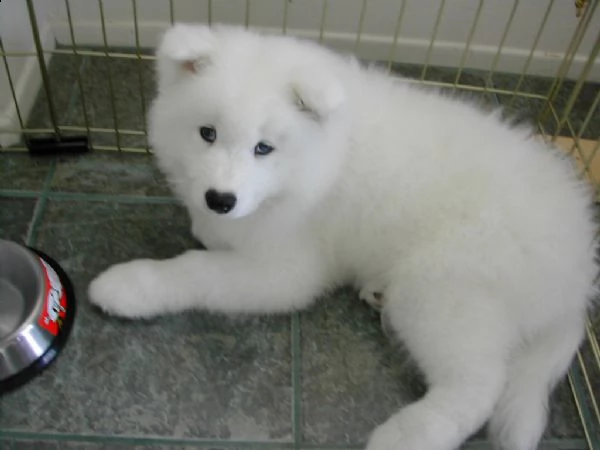 disponibili cuccioli samoiedo  | Foto 0
