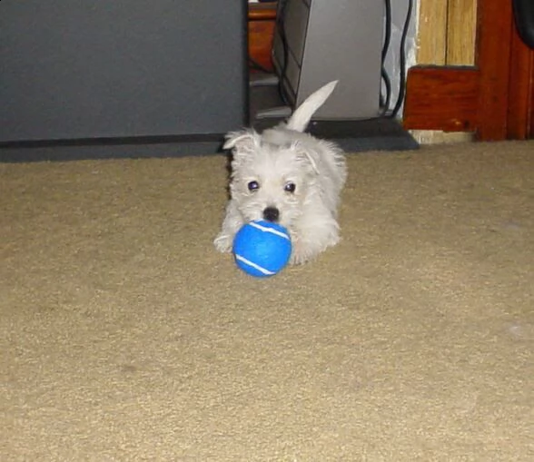 disponibili cuccioli di west higland white terrier | Foto 0
