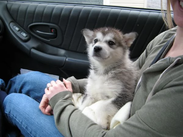 cuccioli di alaskan malamute  | Foto 0